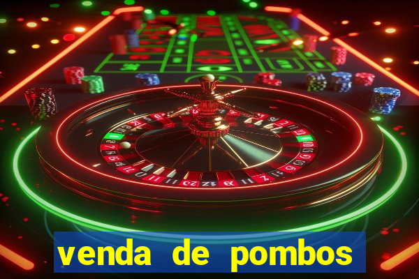 venda de pombos correios olx
